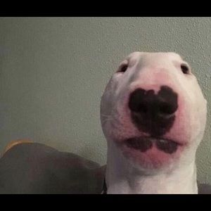 Meet your Posher, Lucy